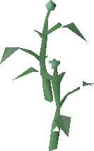Rose bush