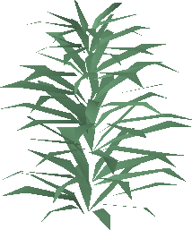 Rosemary (plant)