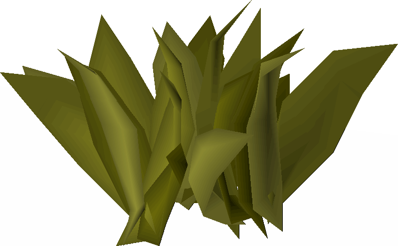 Diseased coral (Sailing Beta)