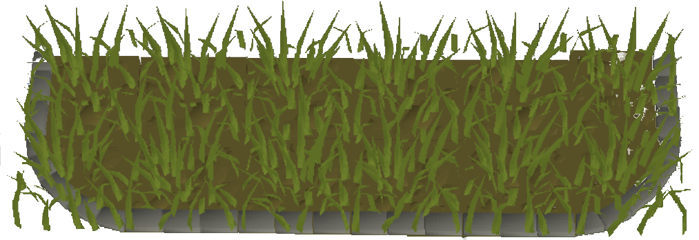 Snowdrop patch