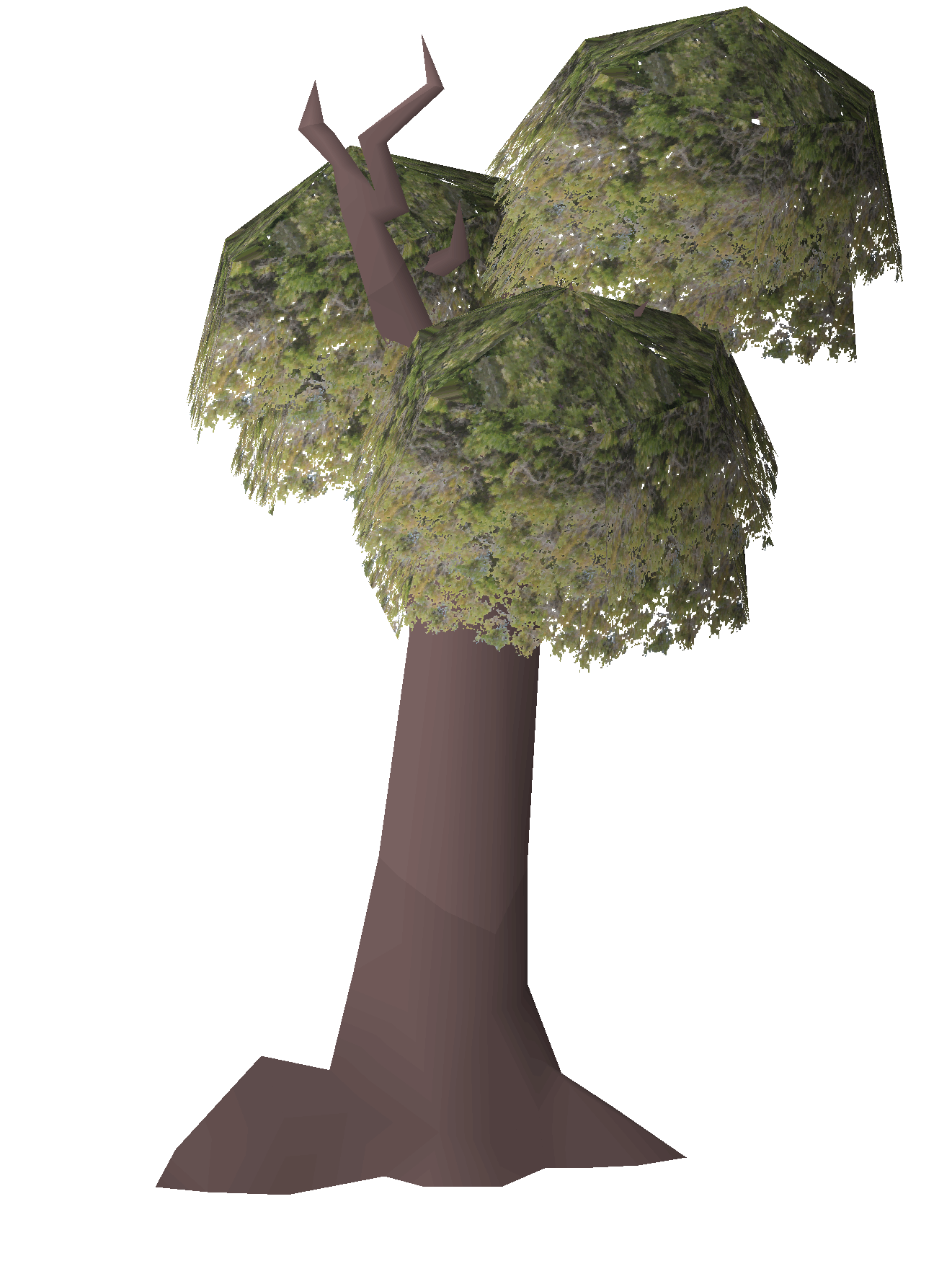 Ironwood tree