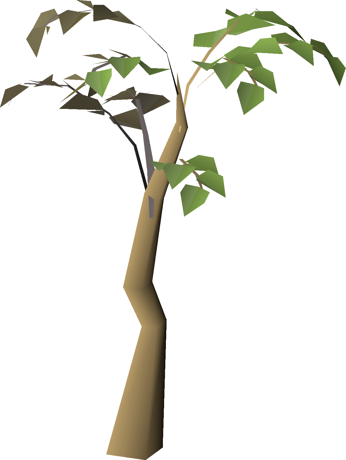 A tropical tree