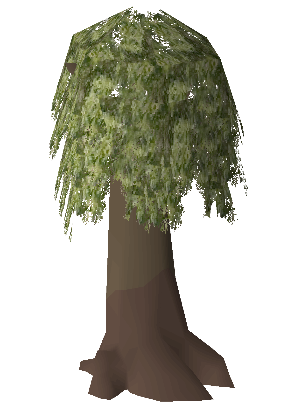 Camphor tree