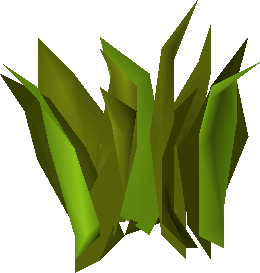 Harralander (plant)