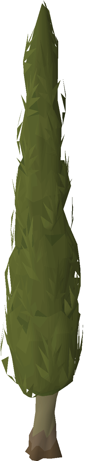 Cypress Tree