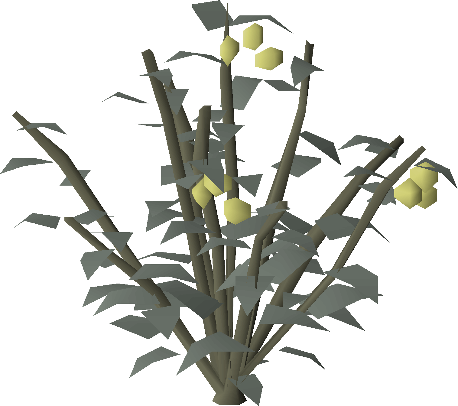 Argian bush