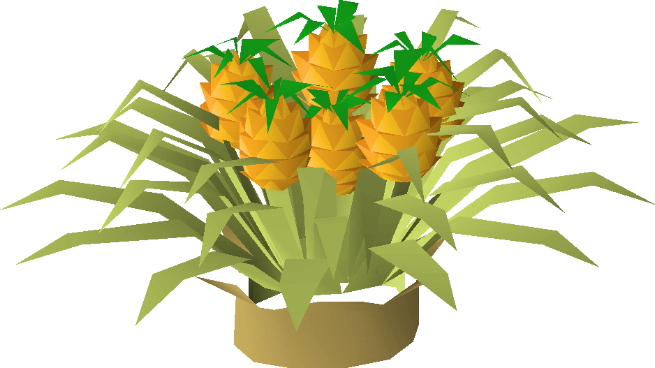 Pineapple plant