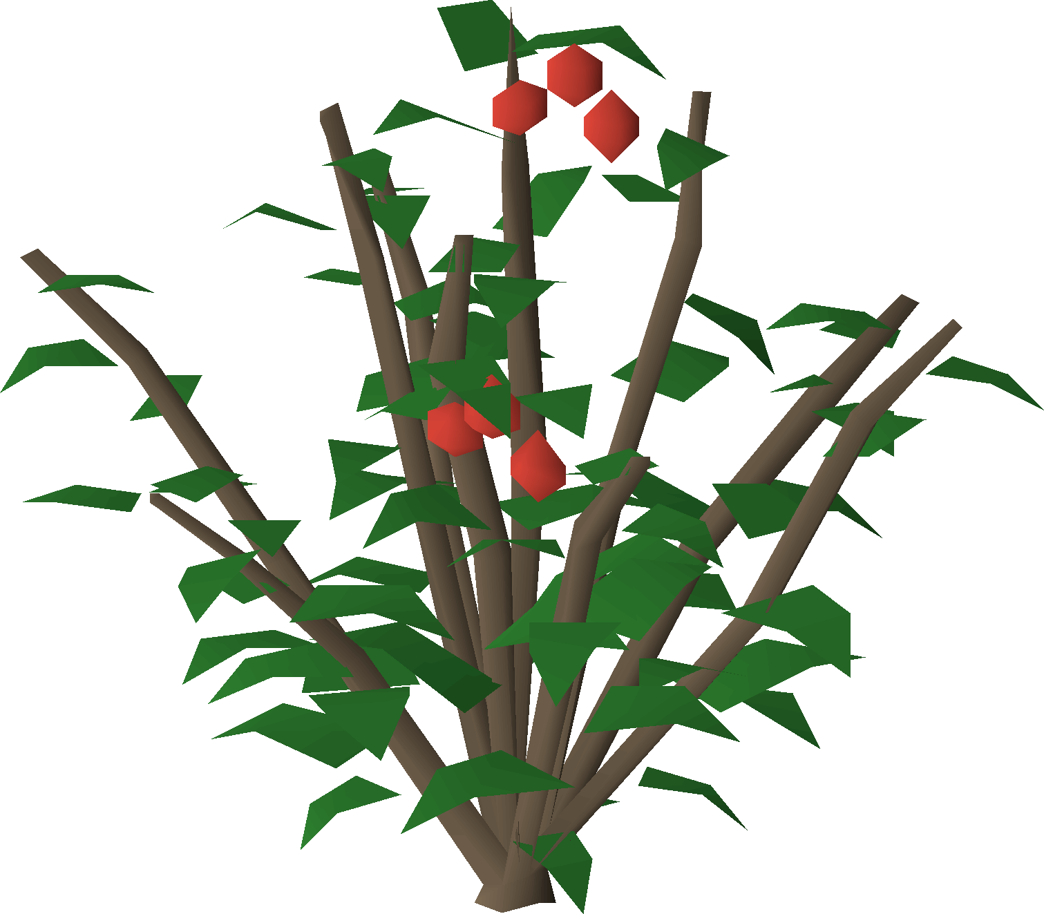 Redberry bush (wild)