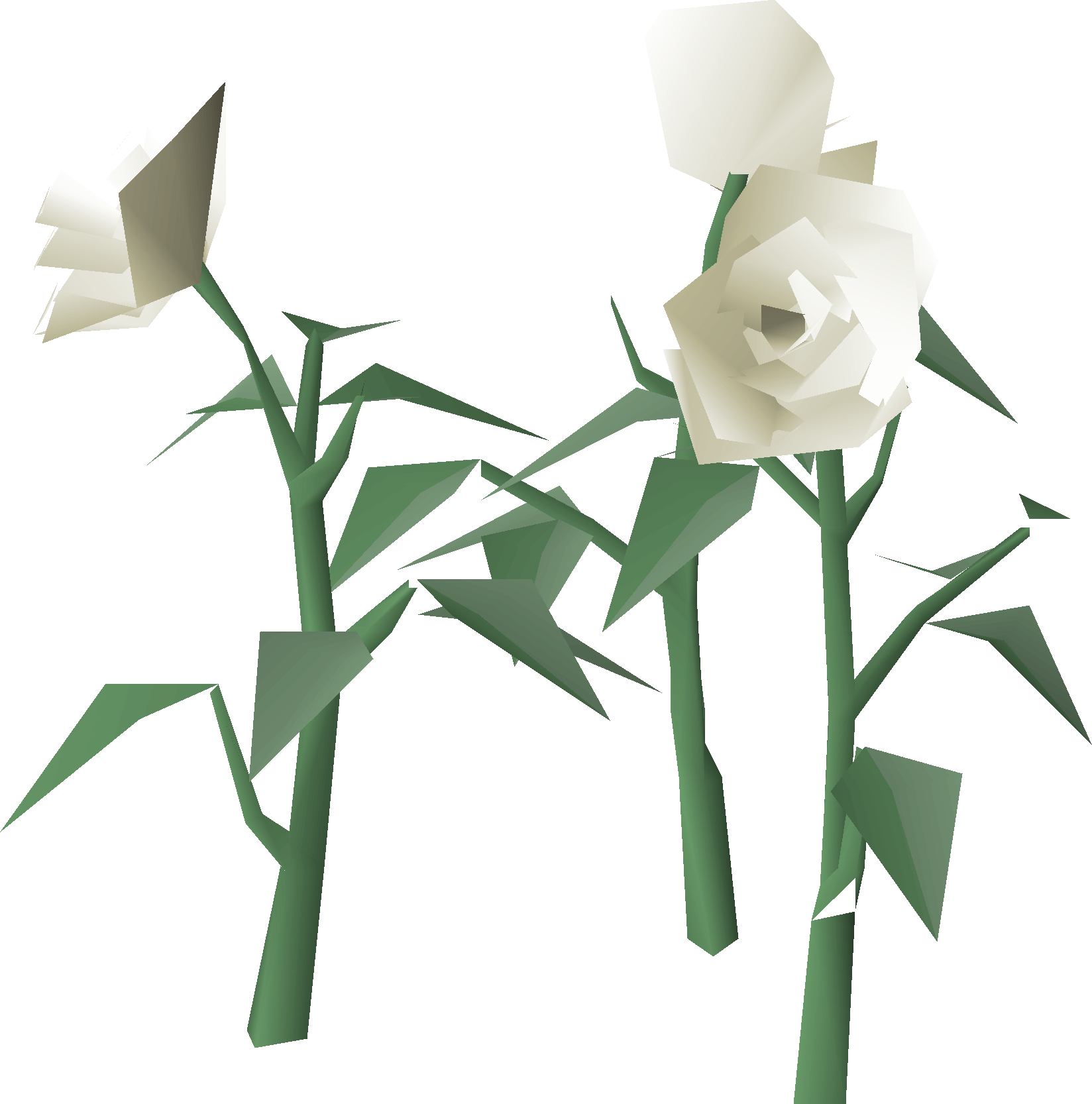 White roses