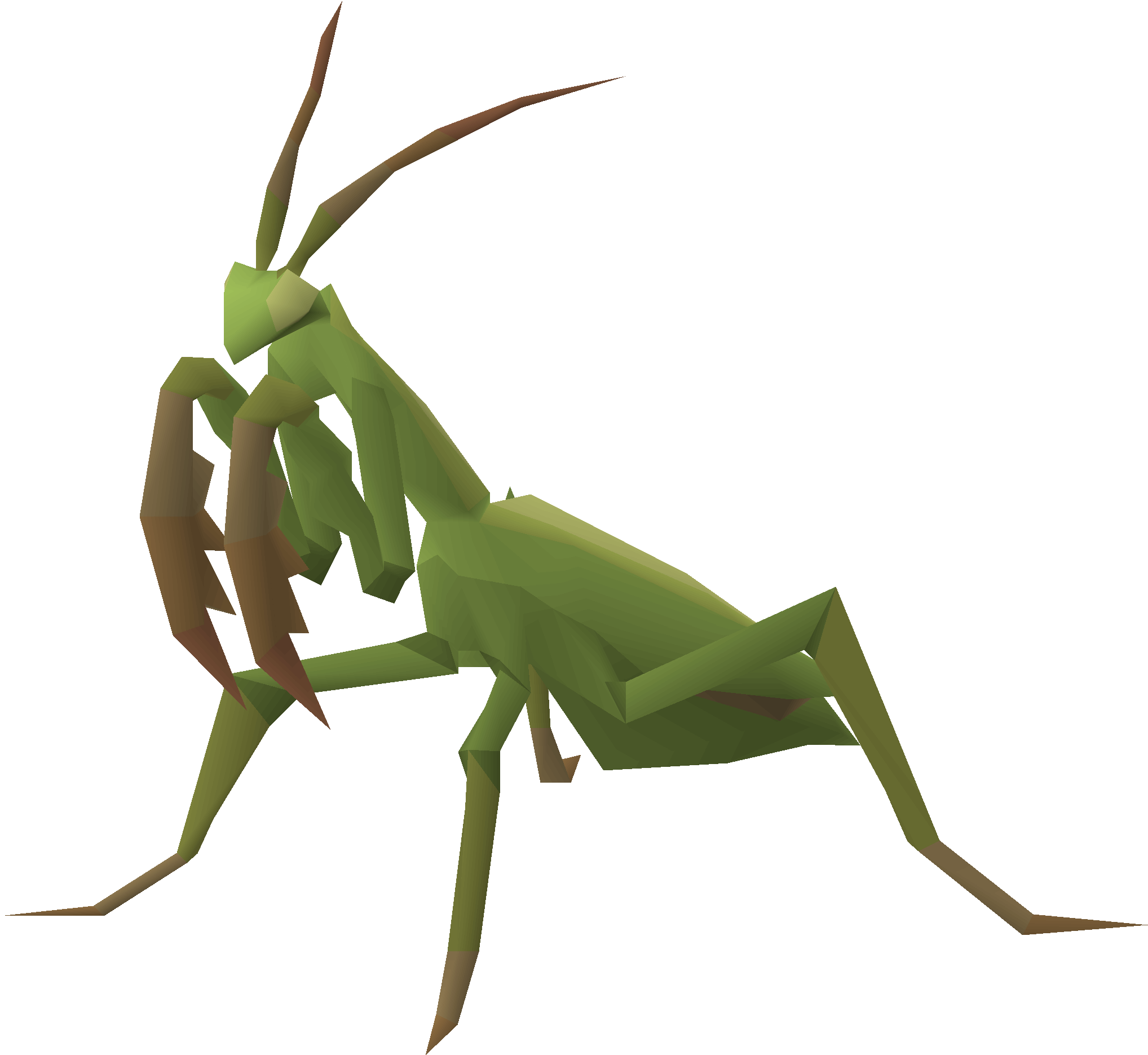 Praying mantis