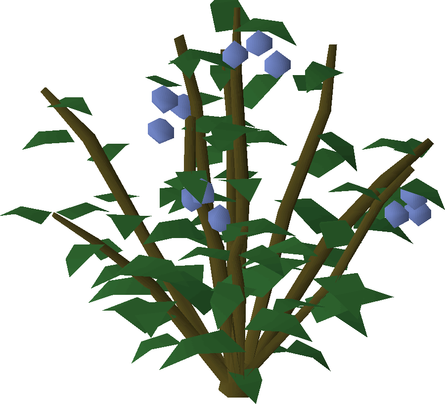 Dwellberry bush