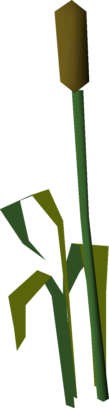 Bullrushes