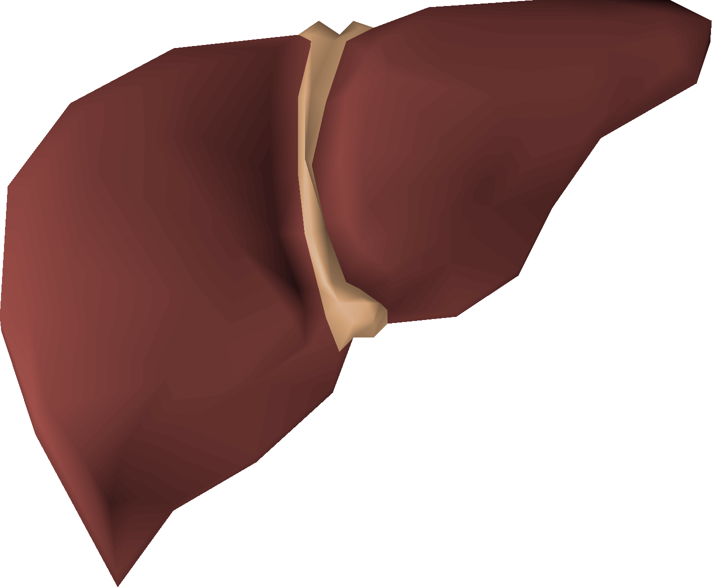 Hammerhead shark liver