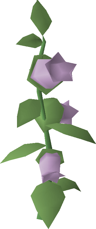 Belladonna
