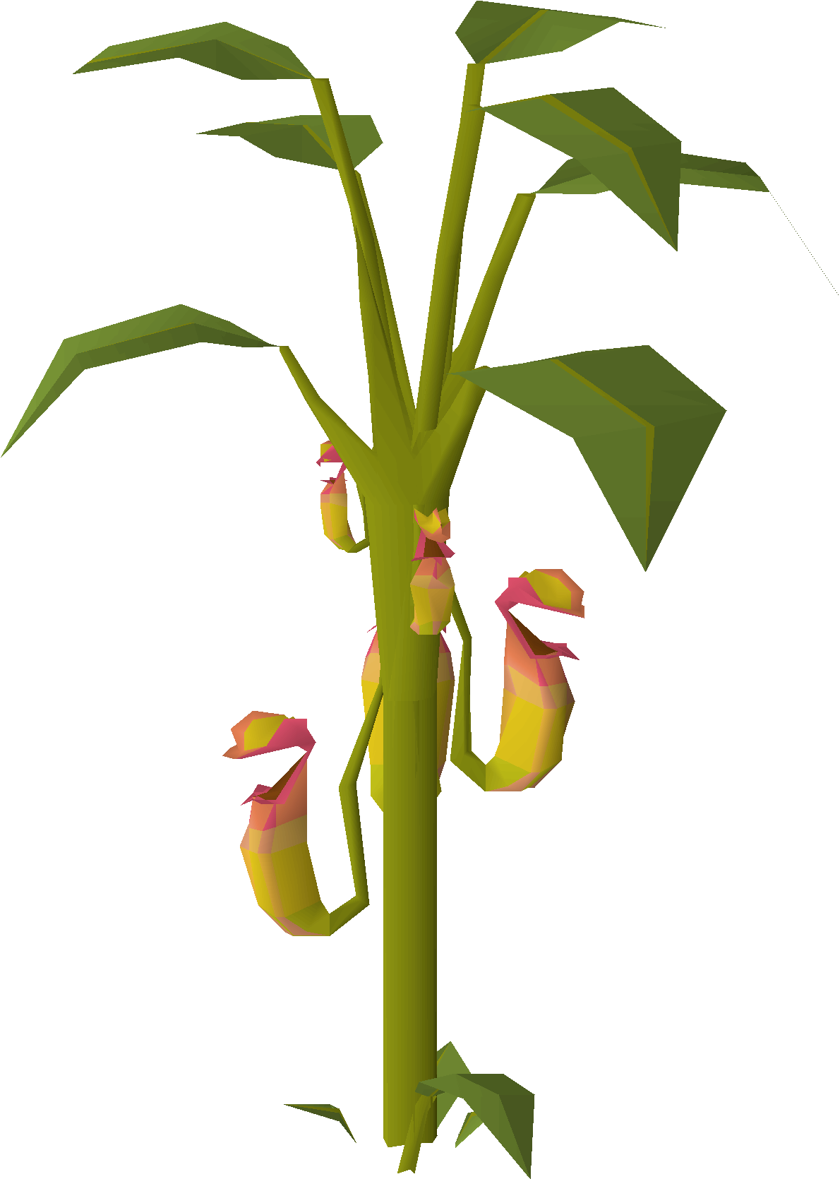 Pitcher plant (Tlati Rainforest)
