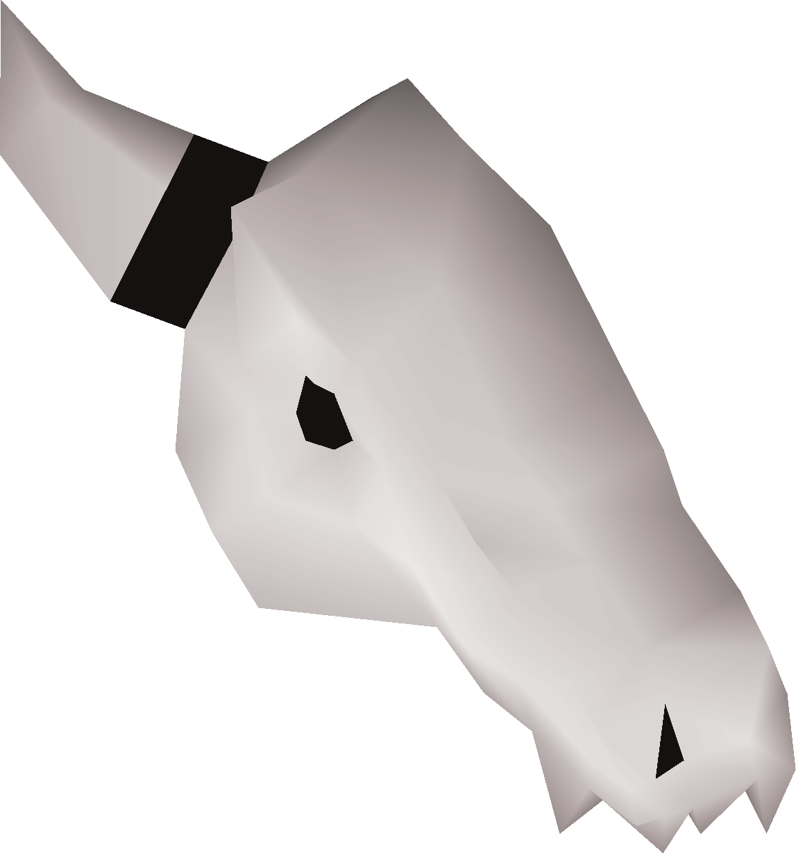 Left skull half