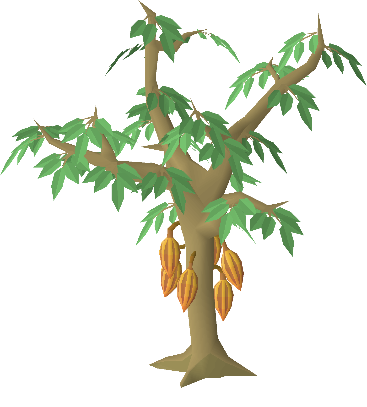 Cacao tree