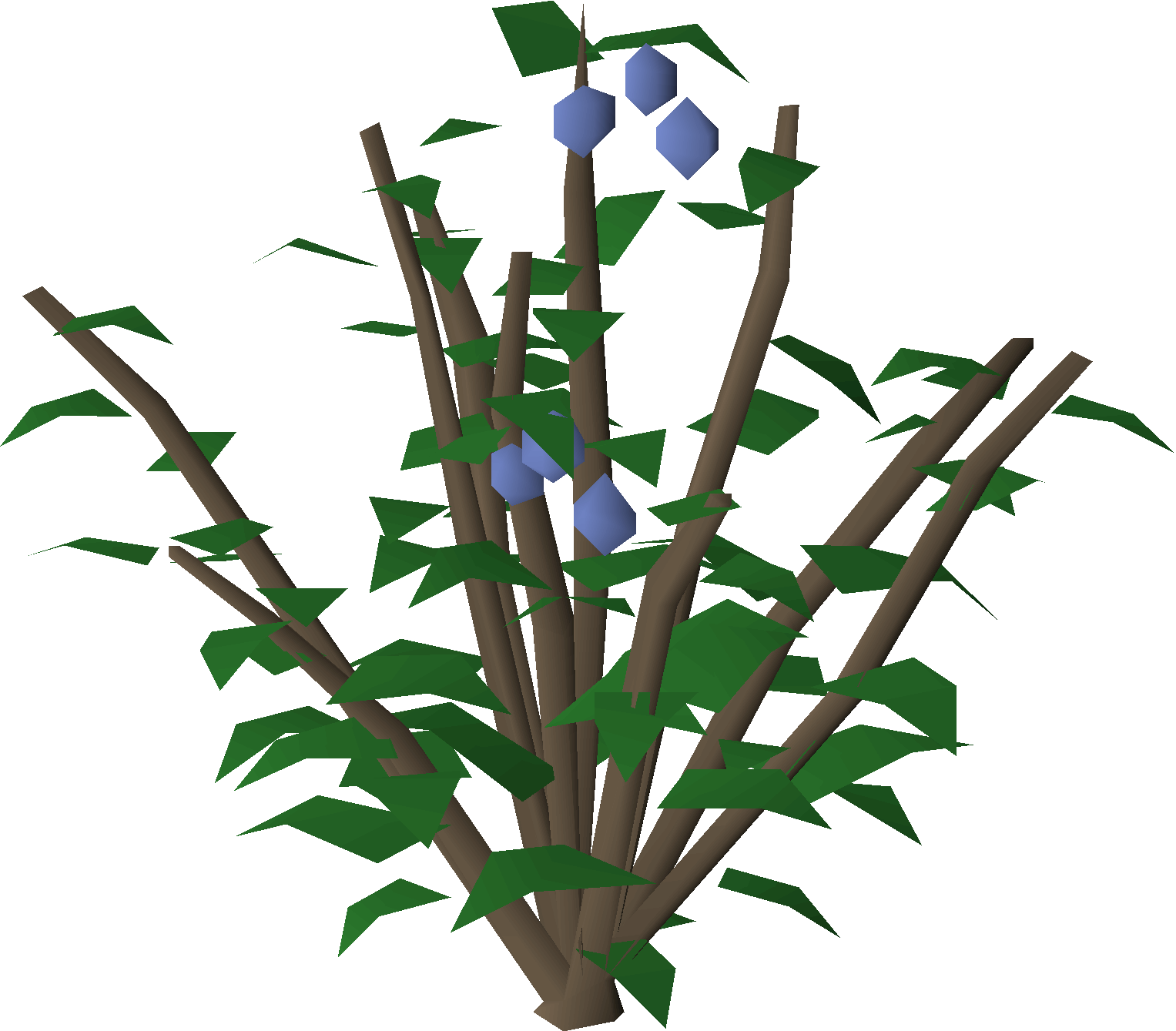 Caerula bush