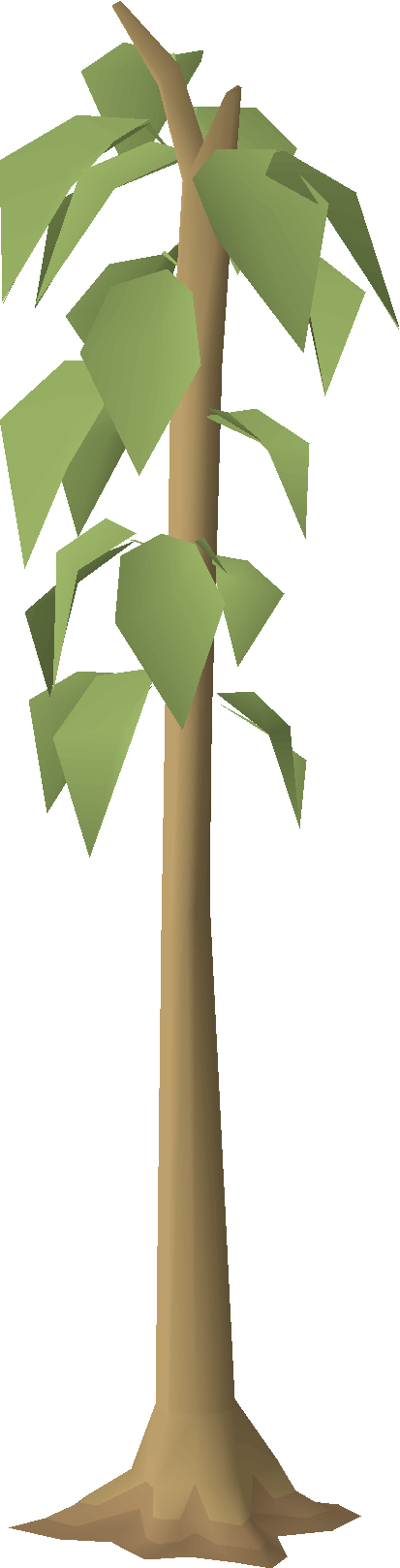 Cedar tree
