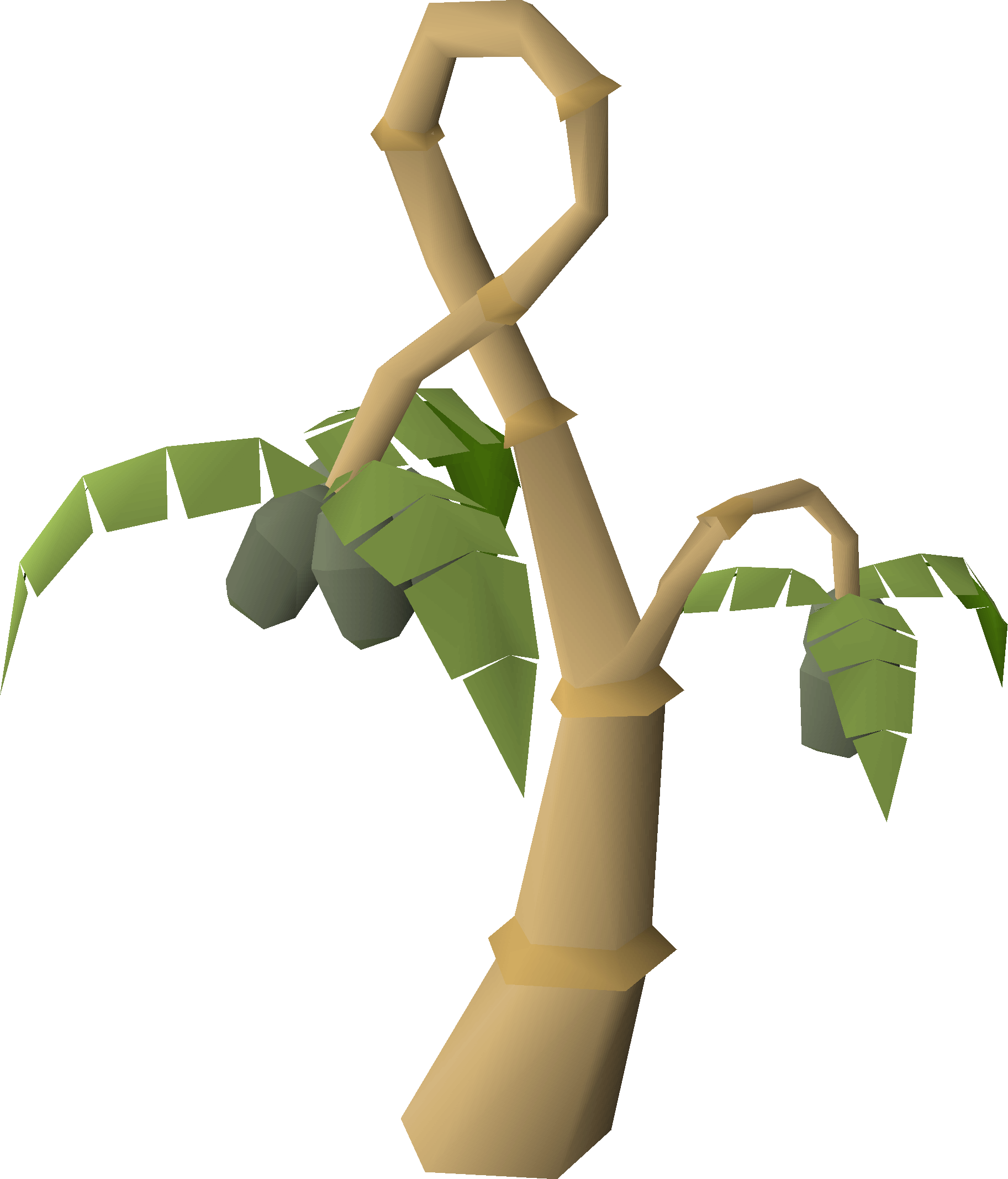 Calquat tree