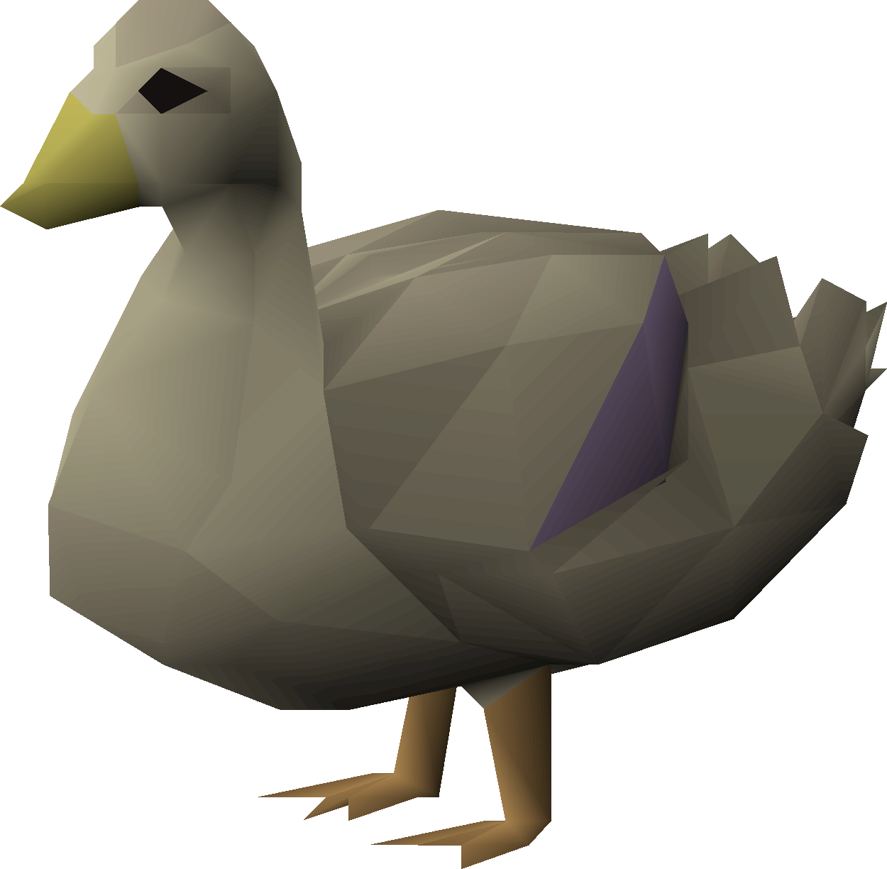 Duck (Common)