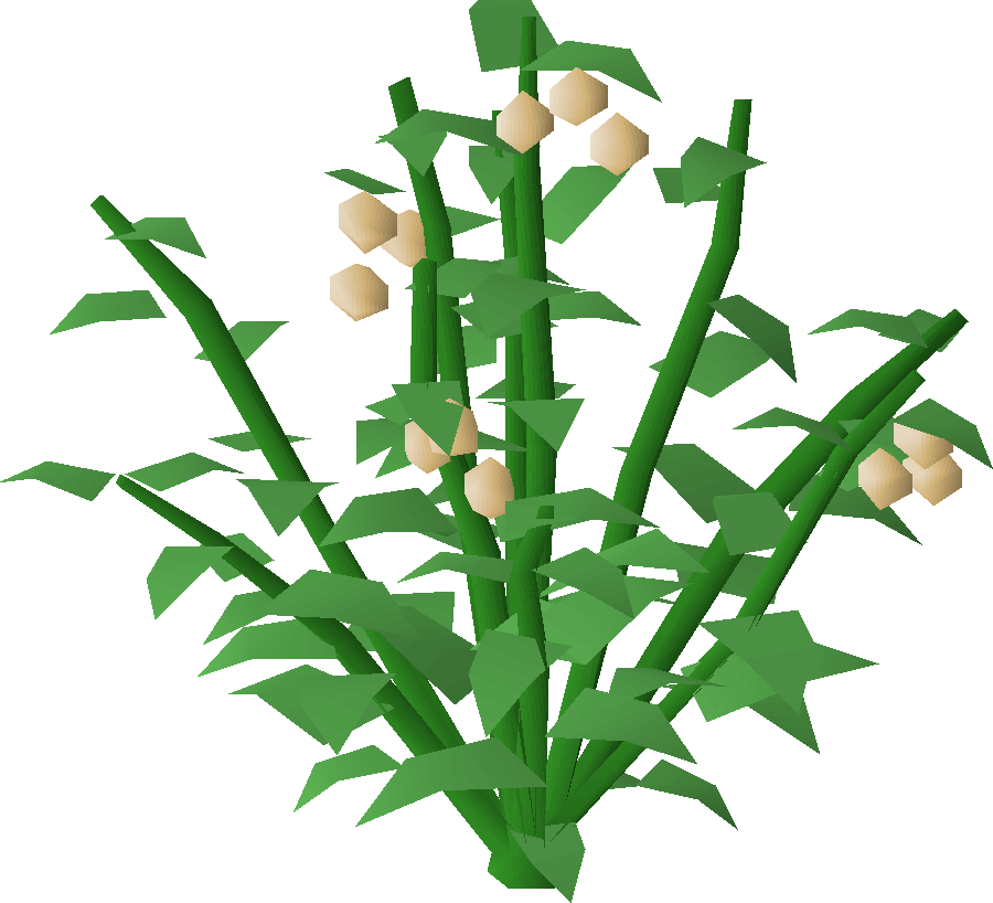 Poison Ivy bush