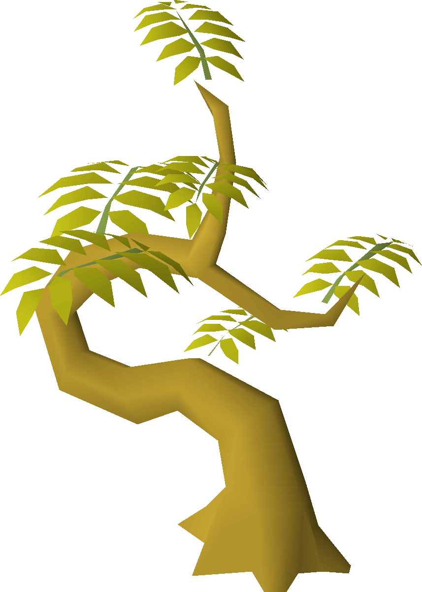 Curry tree
