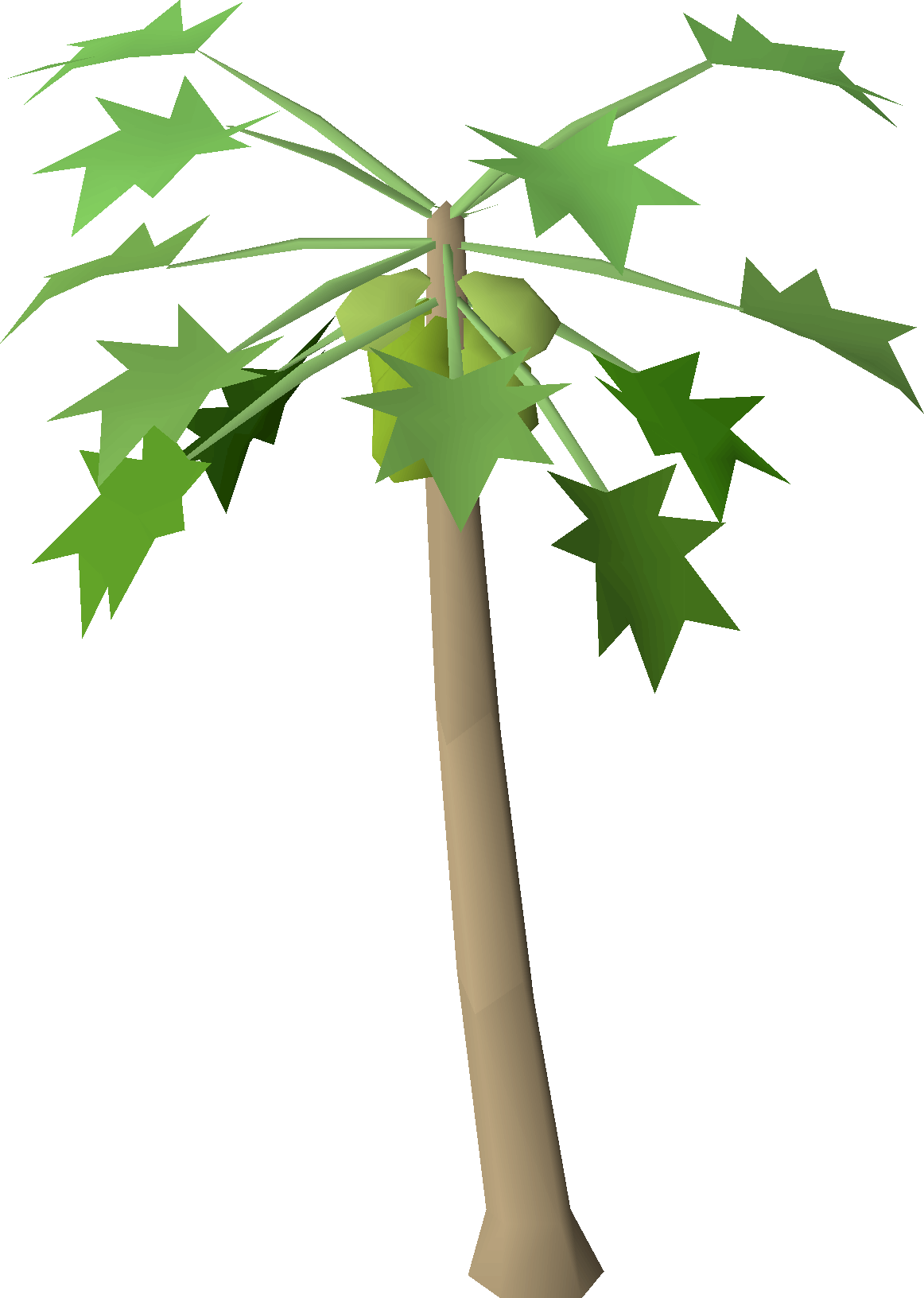 Papaya tree