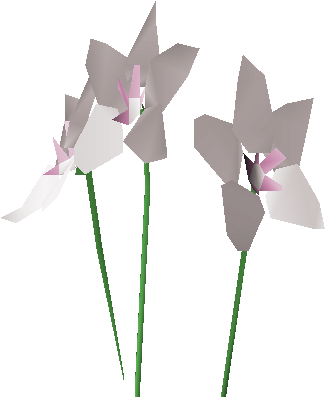 Orchid (Big Cats & WWF)