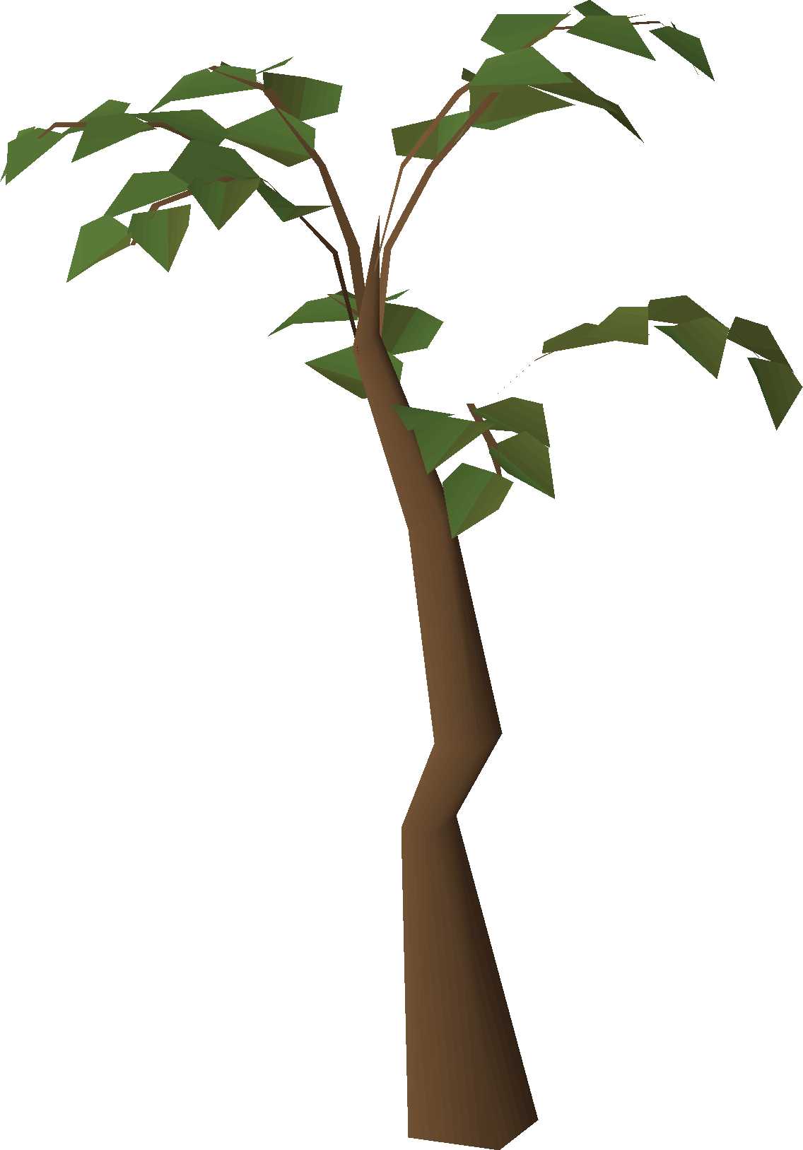 Jungle tree (Kharazi Jungle)
