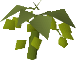 Asgarnian Hops (plant)