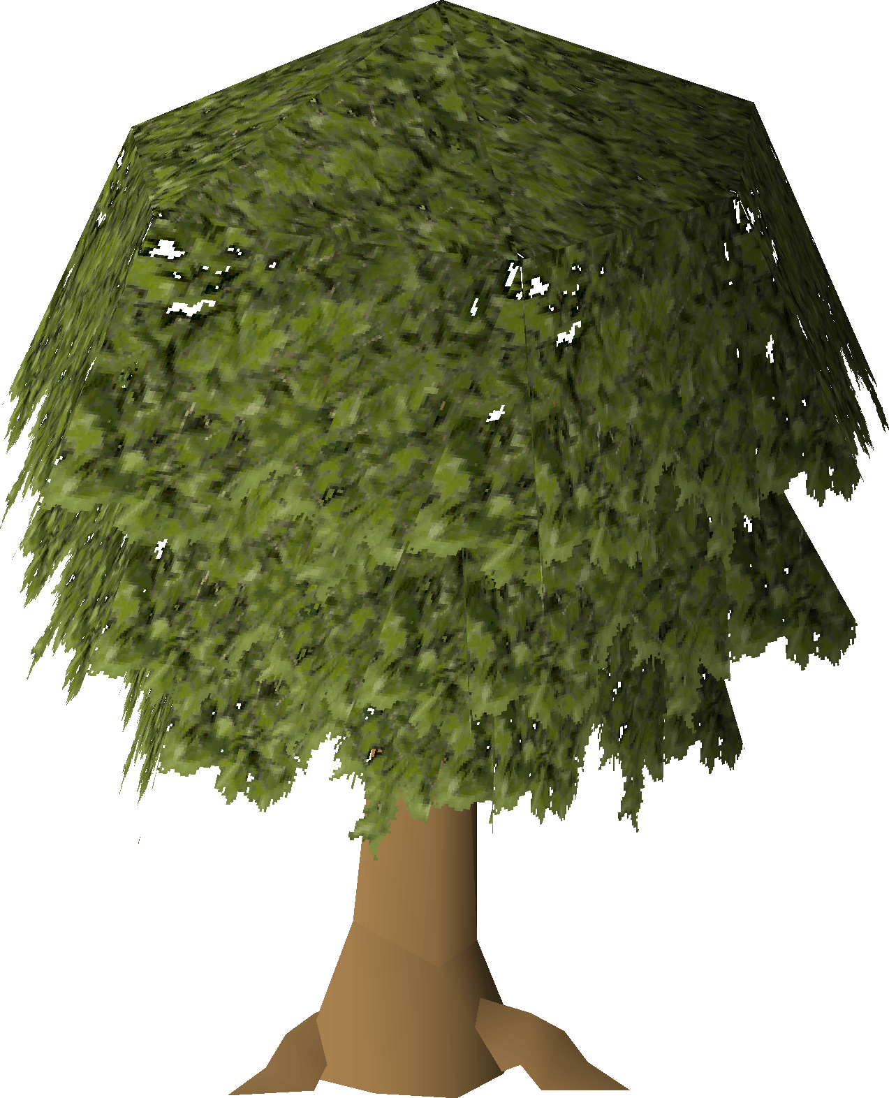 Oak tree