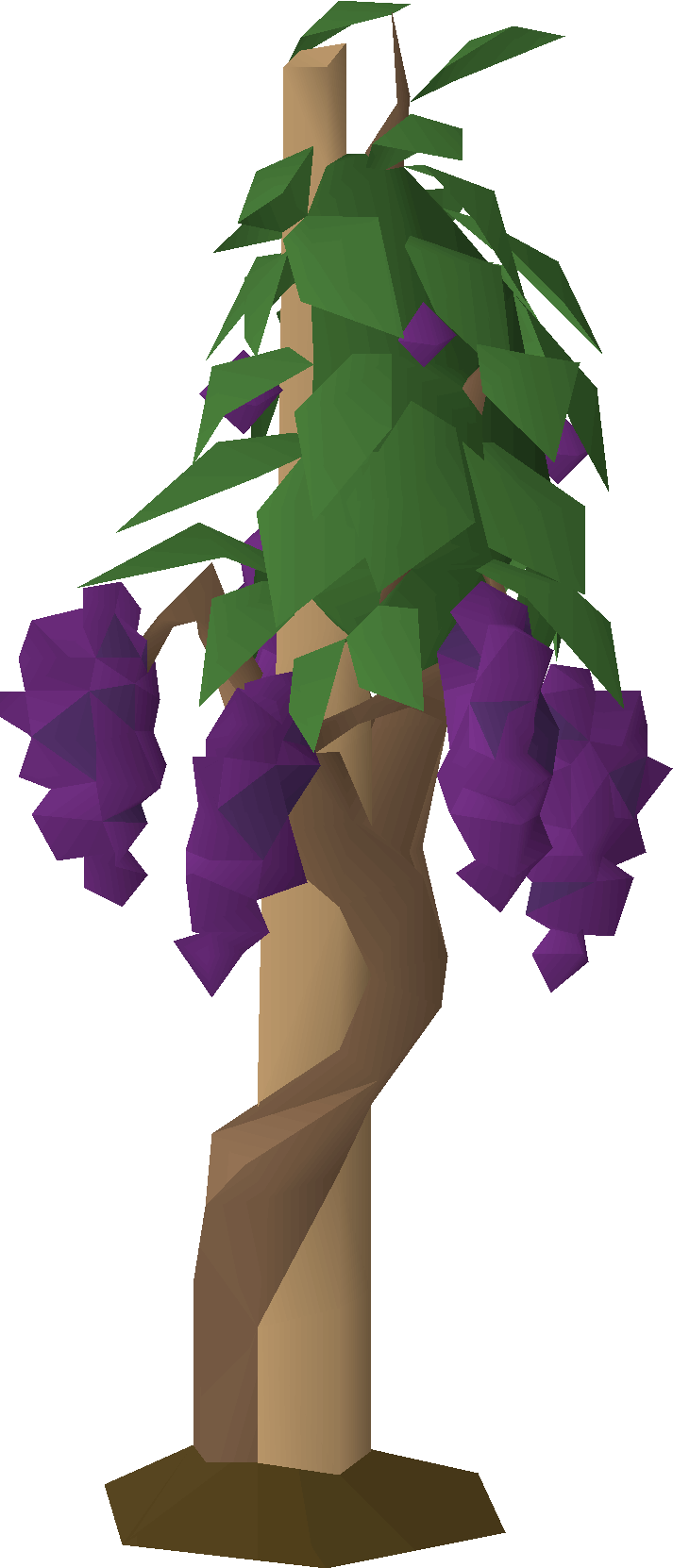 Grapevine