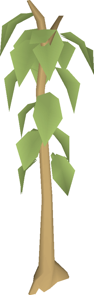 Teak tree