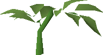 Tomato plant