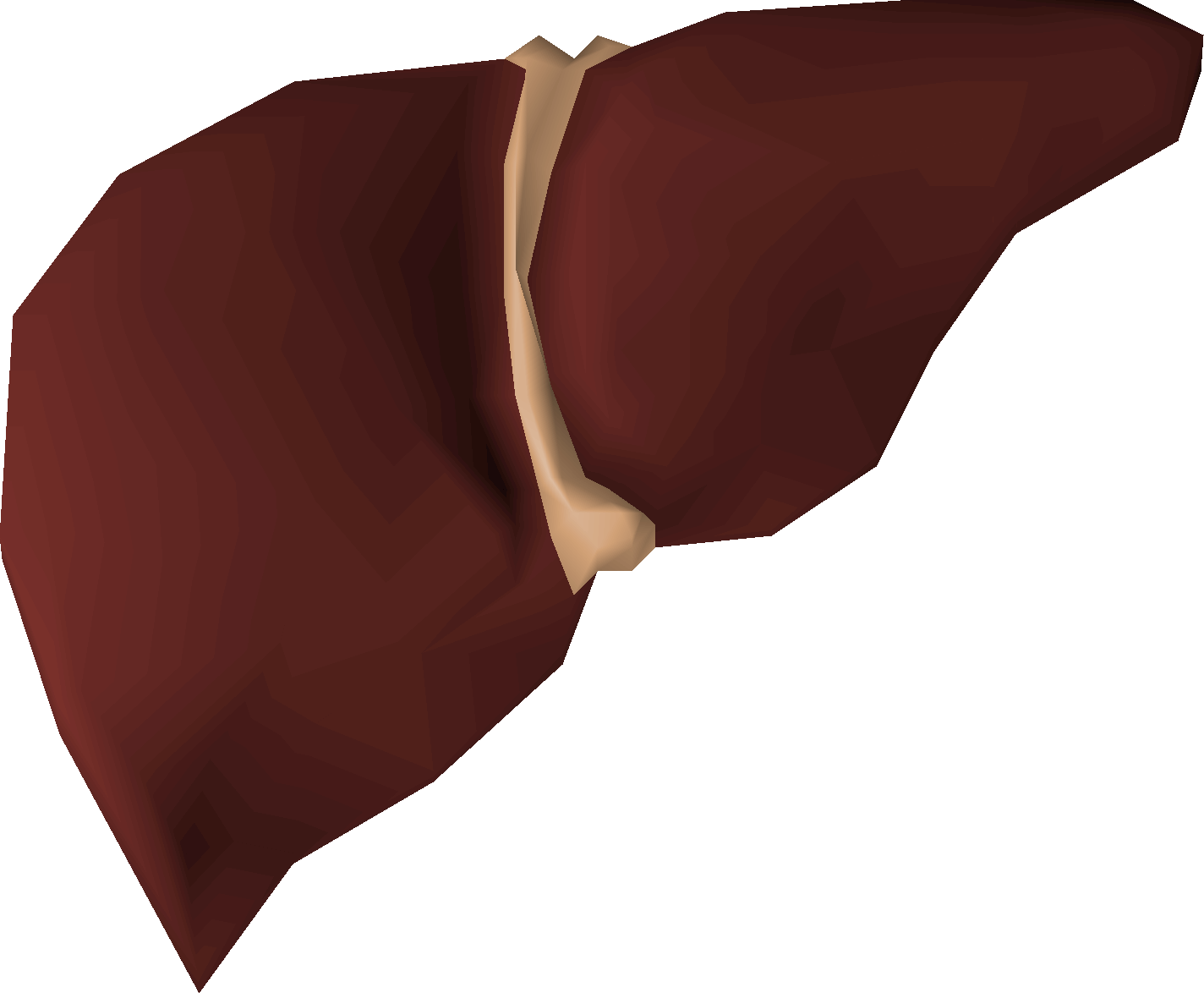 Great white shark liver