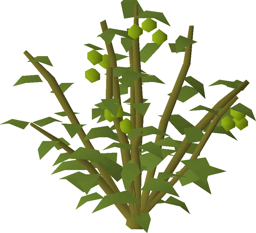 Jangerberry bush