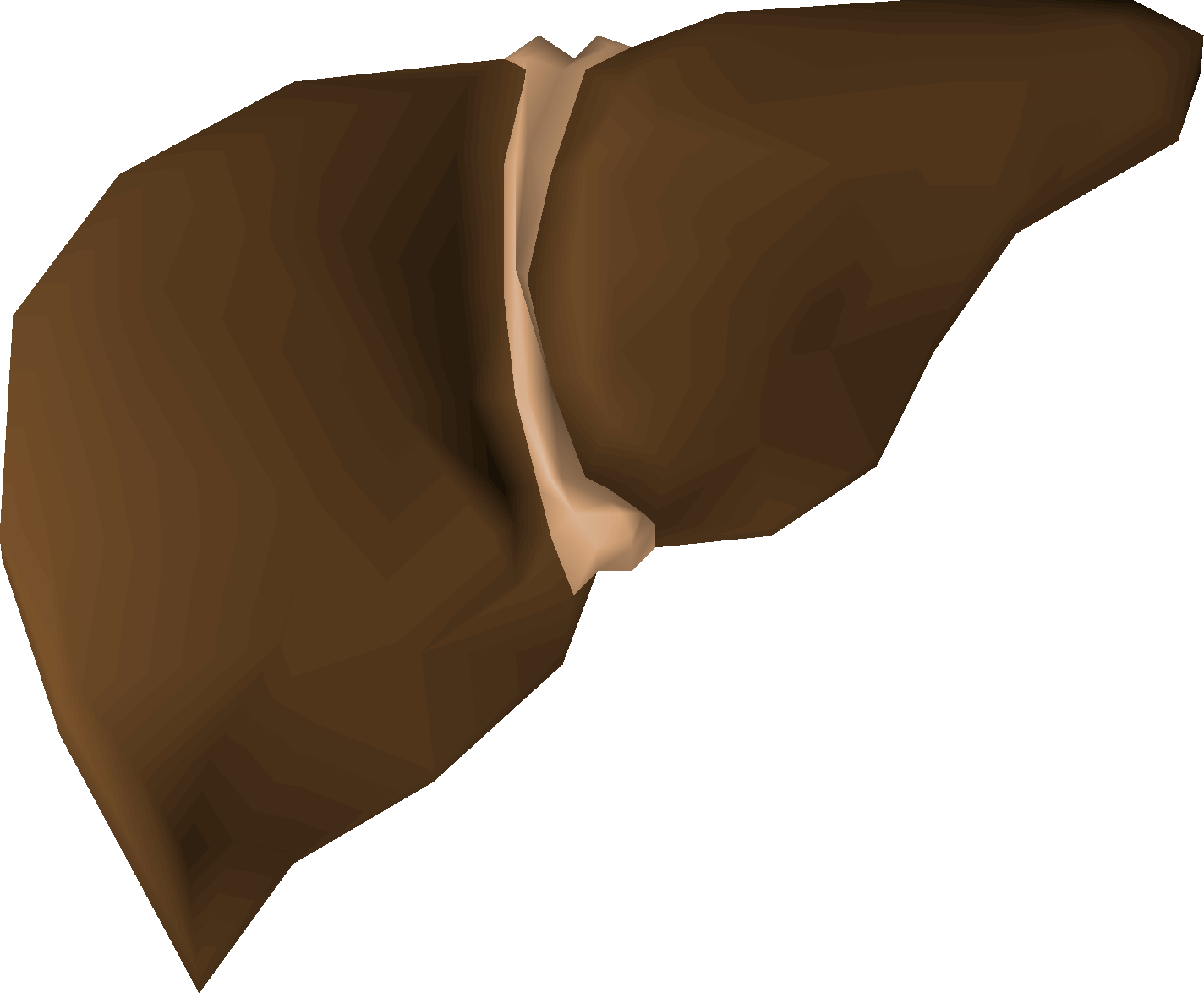 Bull shark liver
