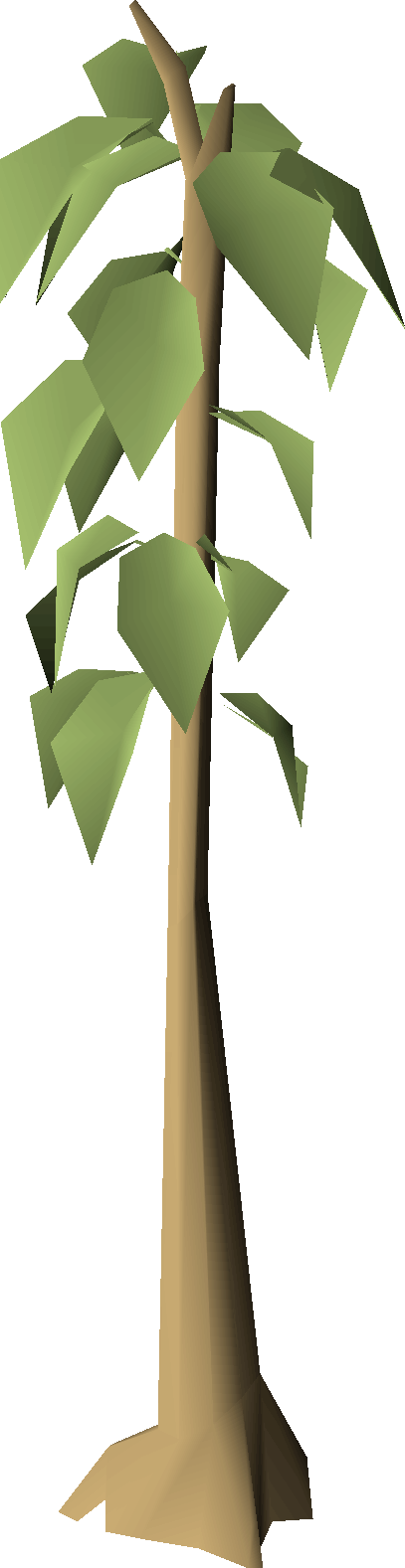 Teak tree (Carpenter Kjallak)