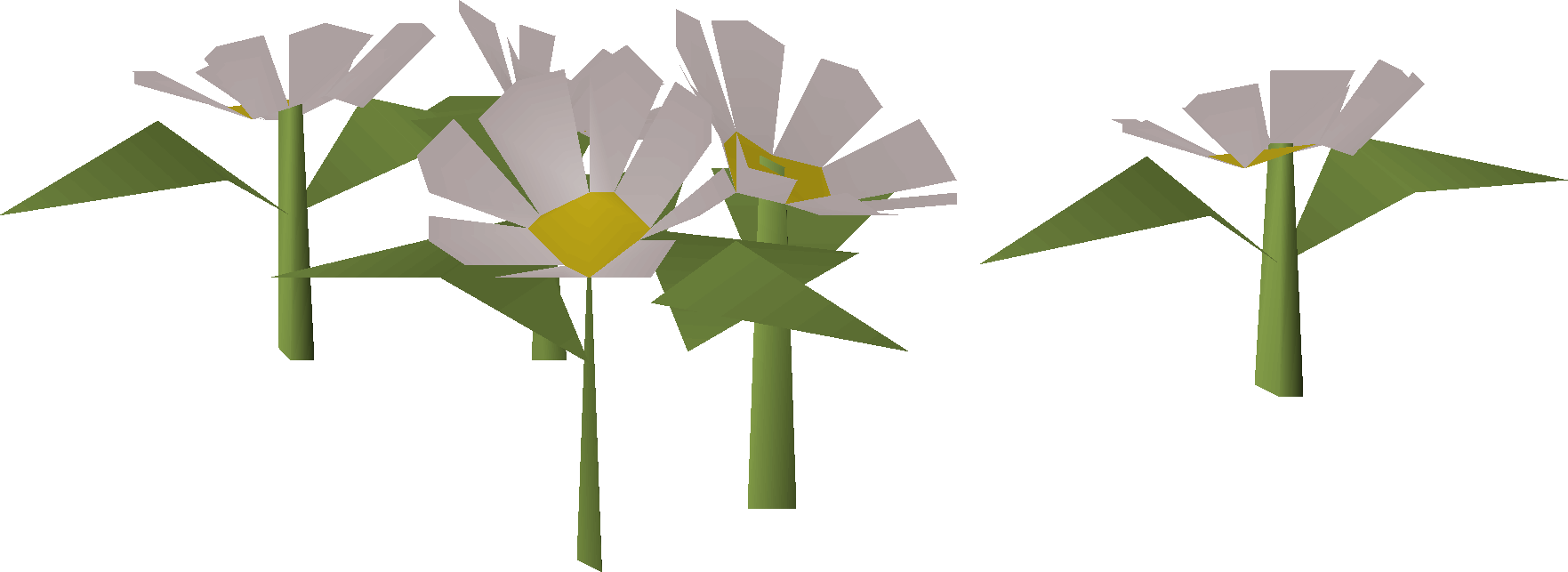 Daisies