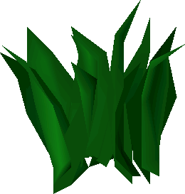 Dwarf weed (plant)
