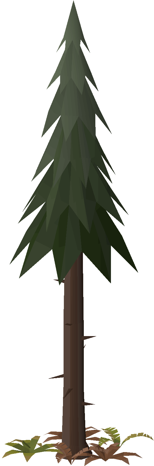 Pine tree