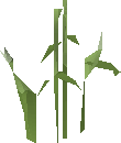 White lily (plant)