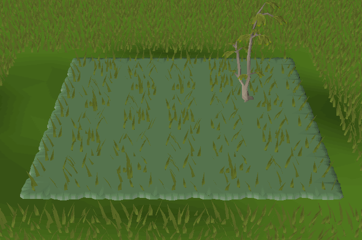 Woods