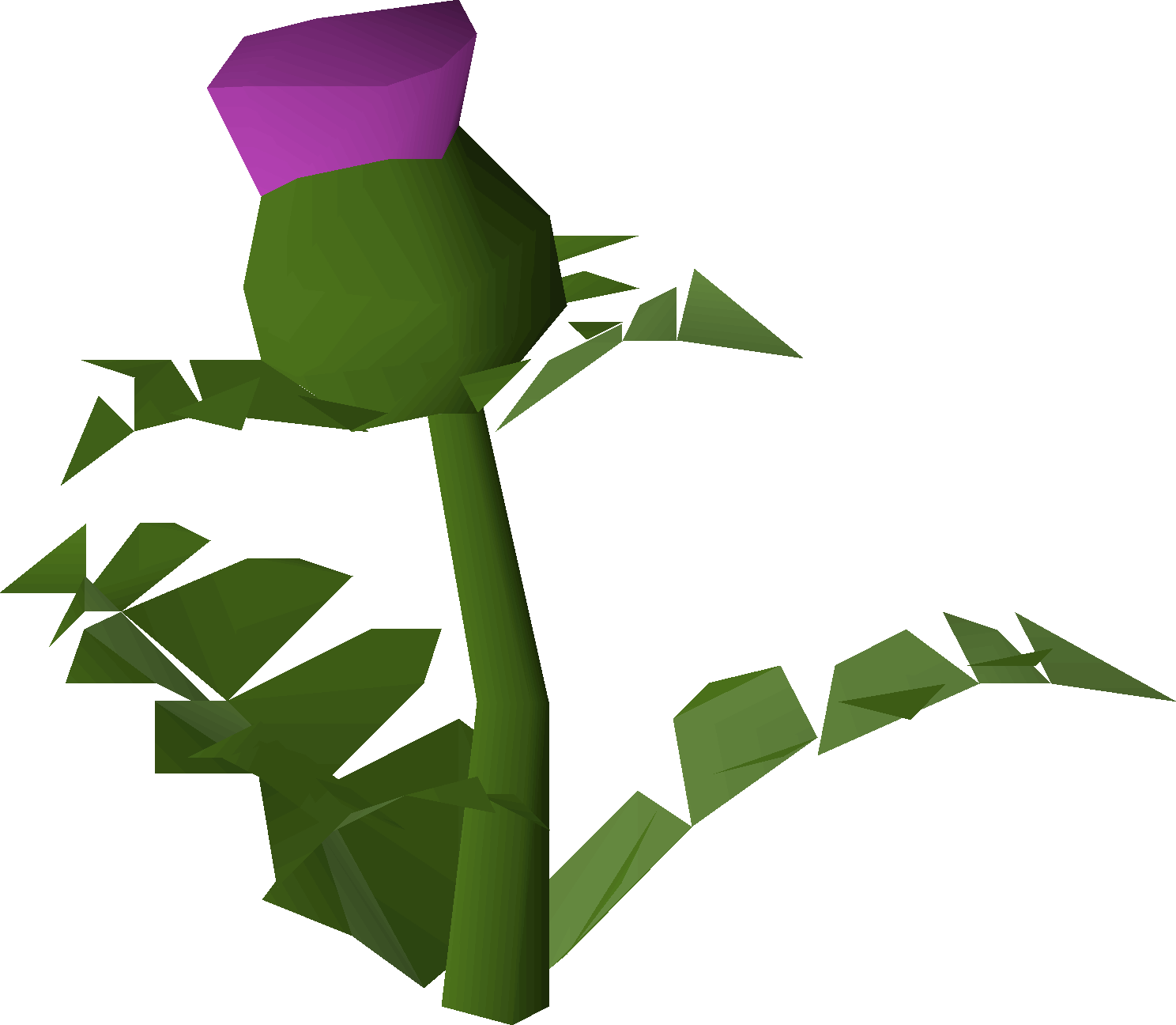 Thistle
