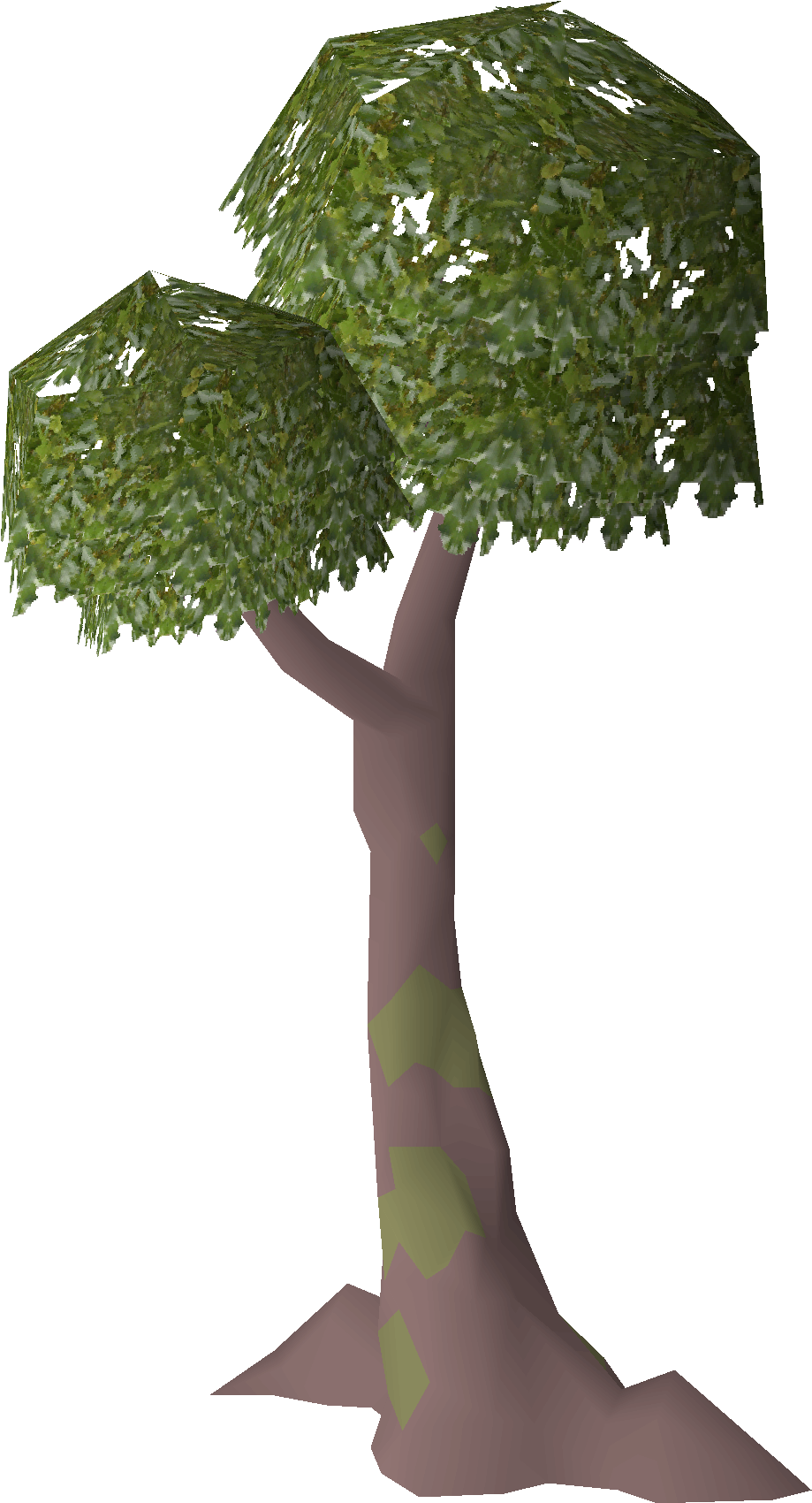 Jatoba tree
