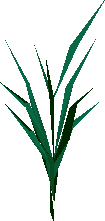 Snape grass plant