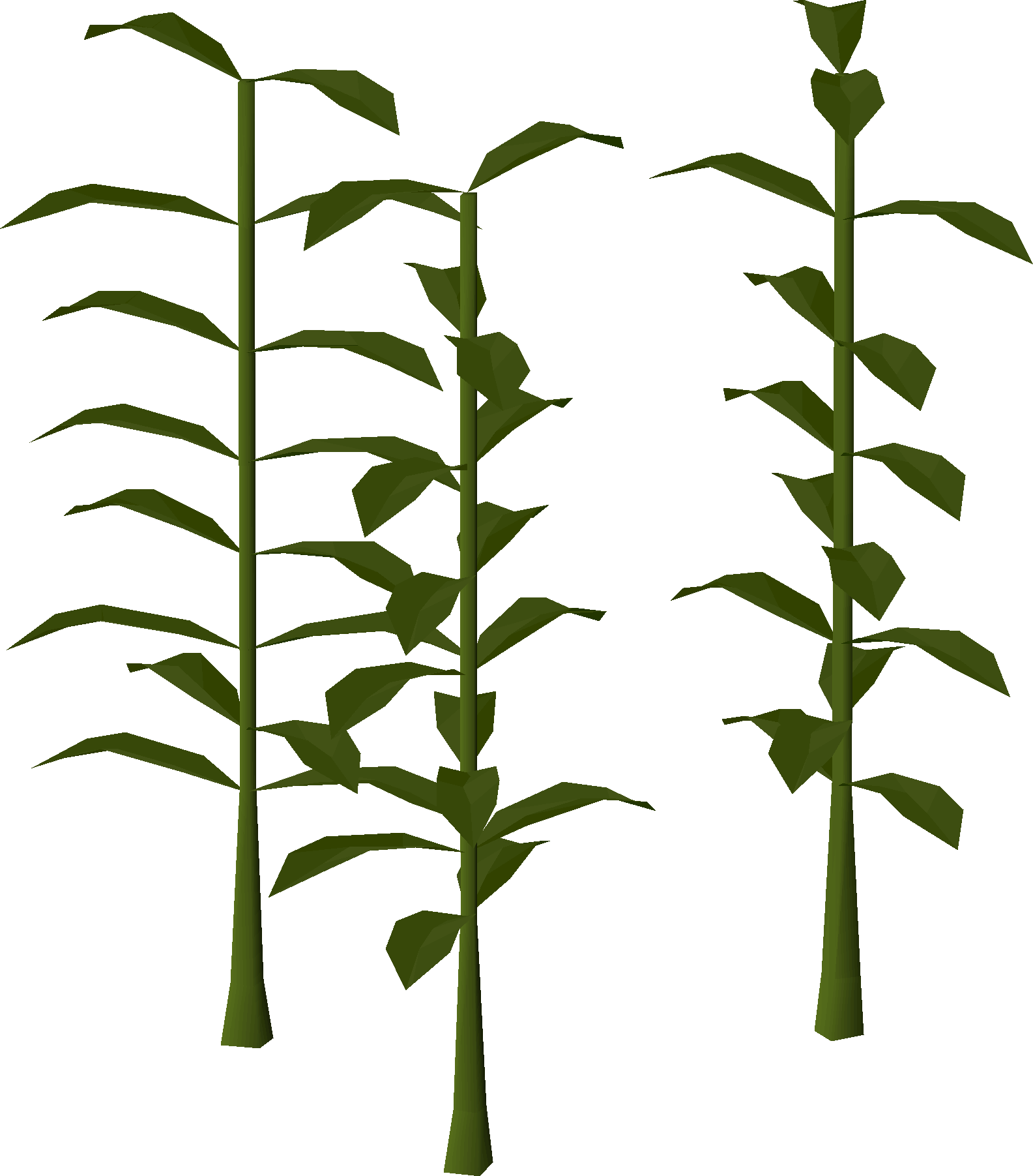 Seaweed (Farming)