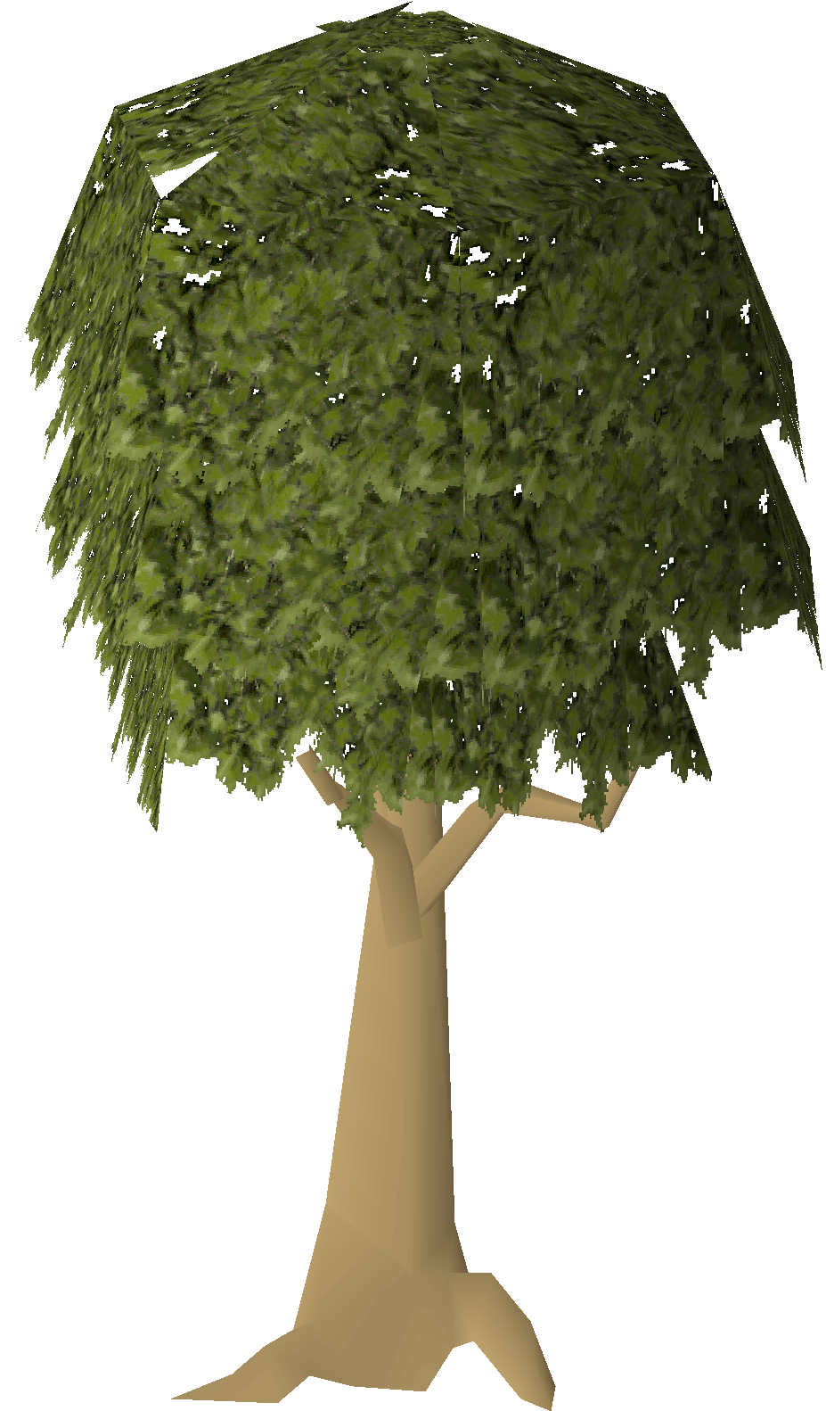 Mahogany tree