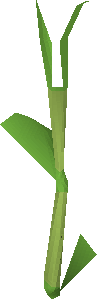 Sweetcorn plant